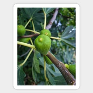 Summer Green Fig Fruit Sticker